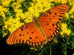 Gulf Fritillary